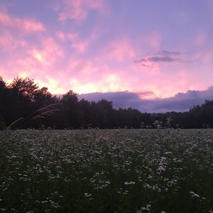 Meet your Posher, Peyton